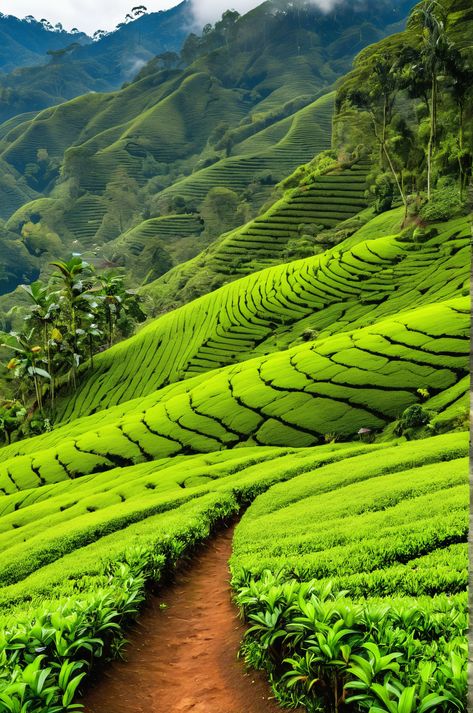 Cameron Highlands Tour 3 Days, 2 Nights